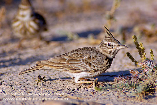 Crested lark (Galerida cristata) - Cochevis huppé  10744