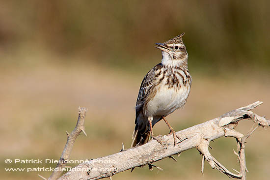 Crested lark (Galerida cristata) - Cochevis huppé  10745