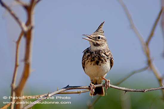 Crested lark (Galerida cristata) - Cochevis huppé  10746