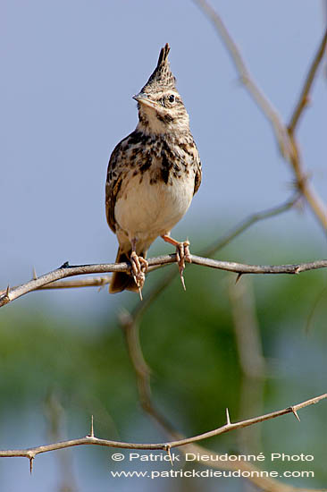 Crested lark (Galerida cristata) - Cochevis huppé  10747