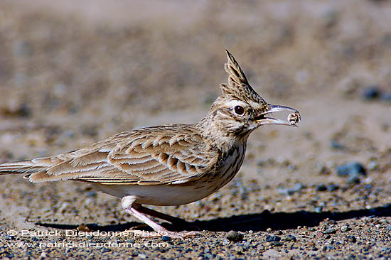 Crested lark (Galerida cristata) - Cochevis huppé  10748