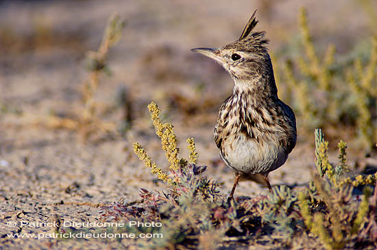 Crested lark (Galerida cristata) - Cochevis huppé  10750