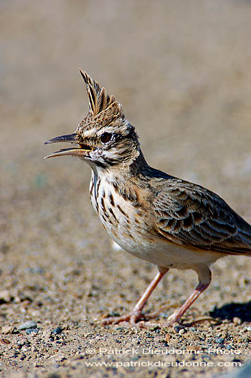 Crested lark (Galerida cristata) - Cochevis huppé  10751