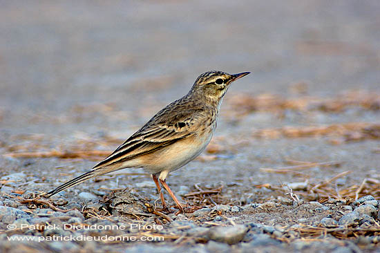 Tawny Pipit (Anthus campestris) - Pipit rousseline  10761