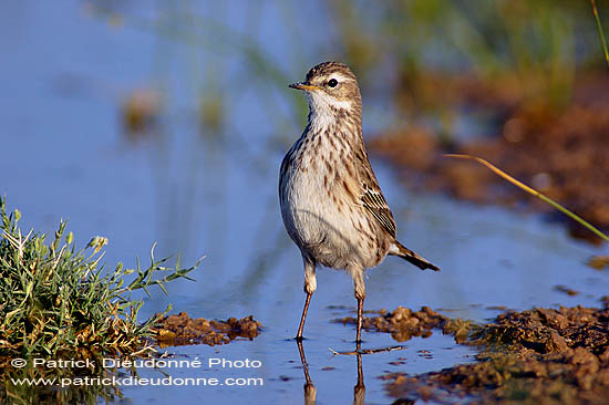 Water Pipit (Anthus spinoletta coutellii) - Pipit spioncelle 10764