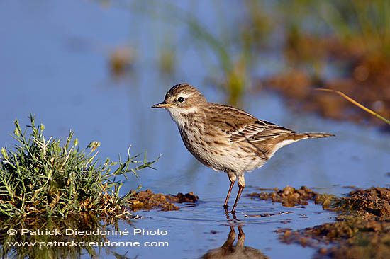 Water Pipit (Anthus spinoletta coutellii) - Pipit spioncelle 10765