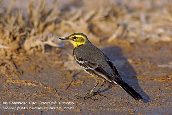 Citrine wagtail (Motacilla citreola) -  Bergeronnette citrine 10876