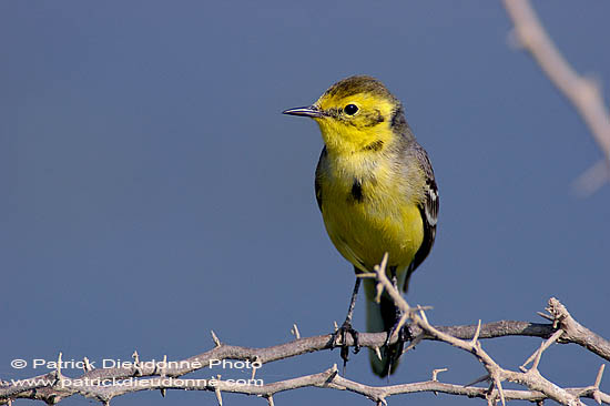 Citrine wagtail (Motacilla citreola) -  Bergeronnette citrine 10877