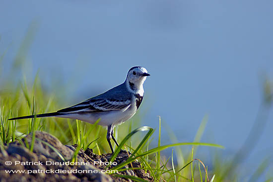 White Wagtail (Motacilla alba) - Bergeronnette grise 10881