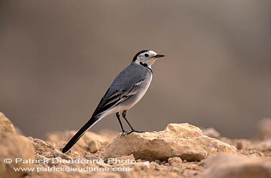 White Wagtail (Motacilla alba) - Bergeronnette grise 11174