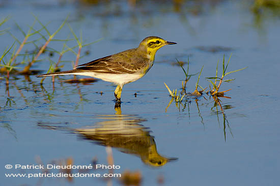 Yellow Wagtail (Motacilla flava) - Bergeronnette printanière 10882