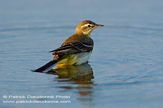 Yellow Wagtail (Motacilla flava) - Bergeronnette printanière 10883