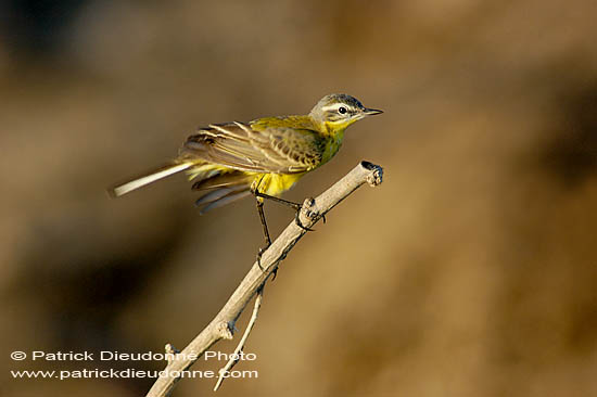 Yellow Wagtail (Motacilla flava) - Bergeronnette printanière 10884