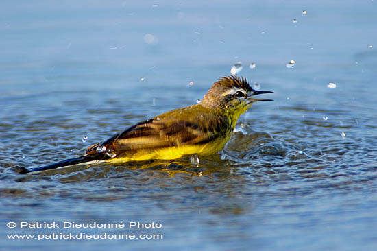 Yellow Wagtail (Motacilla flava) - Bergeronnette printanière 10885