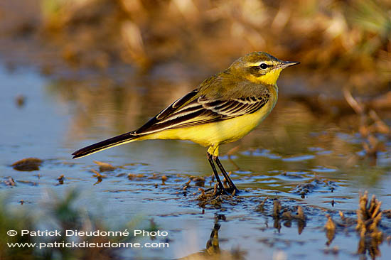 Yellow Wagtail (Motacilla flava) - Bergeronnette printanière 10886