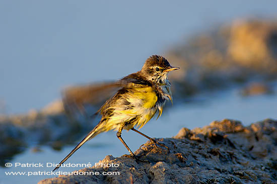 Yellow Wagtail (Motacilla flava) - Bergeronnette printanière 10887