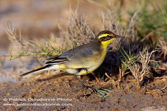 Yellow Wagtail (Motacilla flava) - Bergeronnette printanière 10890