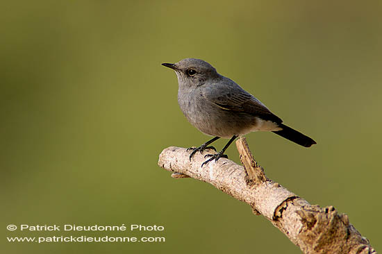 Blackstart (Cercomela melanura) - Traquet à queue noire 10583