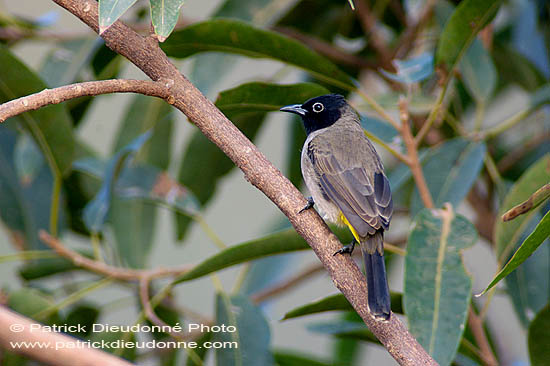 Spectacled Bulbul (Pycnonotus xanthopygos) - Bulbul d'Arabie 10584