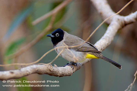 Spectacled Bulbul (Pycnonotus xanthopygos) - Bulbul d'Arabie 10585