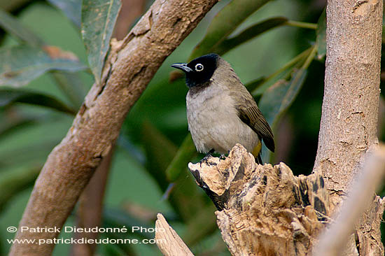 Spectacled Bulbul (Pycnonotus xanthopygos) - Bulbul d'Arabie 10587