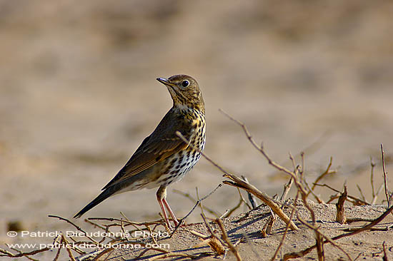 Song Thrush (Turdus philomelos) - Grive musicienne 10862