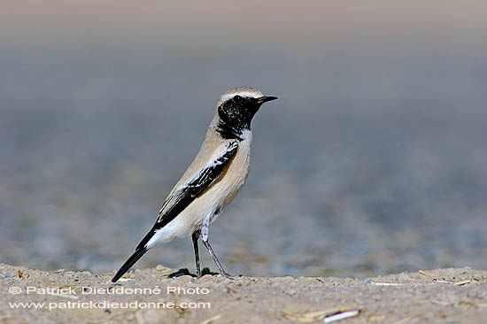 Desert Wheatear (Oenanthe deserti) - Traquet du desert 10892