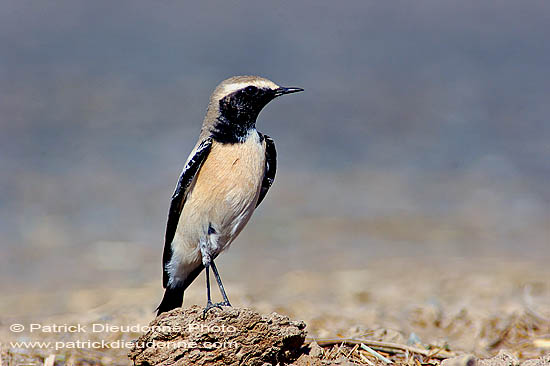 Desert Wheatear (Oenanthe deserti) - Traquet du desert 10893