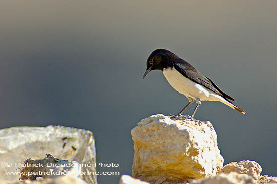 Hume's Wheatear  (Oenanthe alboniger) Traquet de Hume 10894