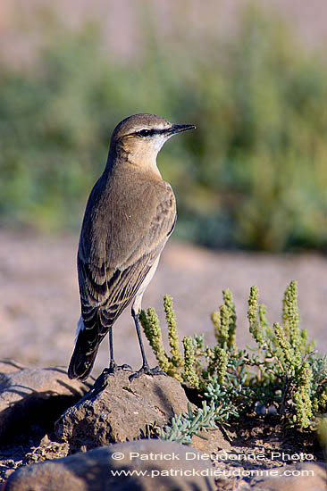 Isabelline Wheatear (Oenanthe isabellina) - Traquet isabelle 10897