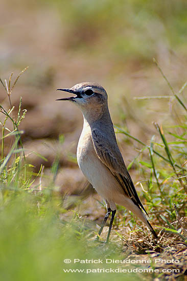 Isabelline Wheatear (Oenanthe isabellina) - Traquet isabelle 10898
