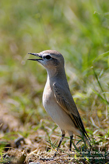 Isabelline Wheatear (Oenanthe isabellina) - Traquet isabelle 10899