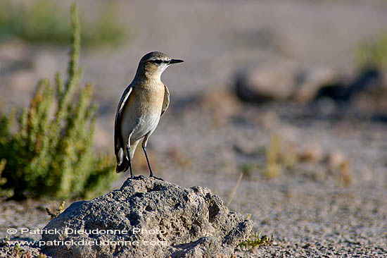 Isabelline Wheatear (Oenanthe isabellina) - Traquet isabelle 10901