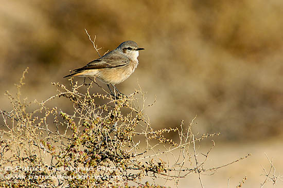 Red-tailed Wheatear (Oenanthe xanthoprymna) - Traquet à queue rousse 10902