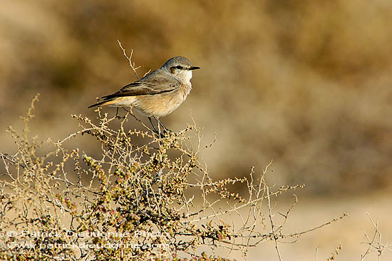 Red-tailed Wheatear (Oenanthe xanthoprymna) - Traquet à queue rousse 10902