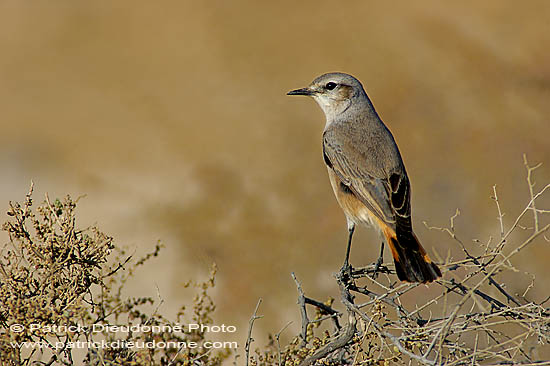 Red-tailed Wheatear (Oenanthe xanthoprymna) - Traquet à queue rousse 10903