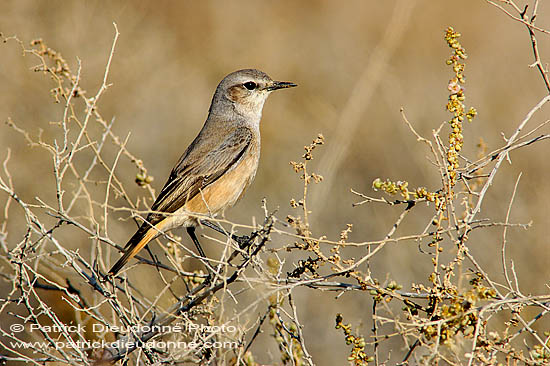 Red-tailed Wheatear (Oenanthe xanthoprymna) - Traquet à queue rousse 10904