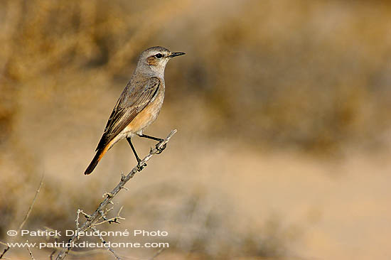 Red-tailed Wheatear (Oenanthe xanthoprymna) - Traquet à queue rousse 10909