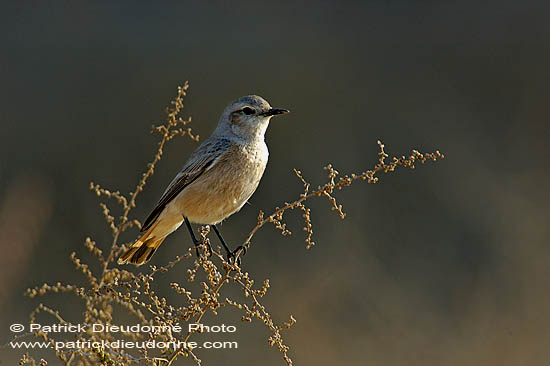 Red-tailed Wheatear (Oenanthe xanthoprymna) - Traquet à queue rousse 10912