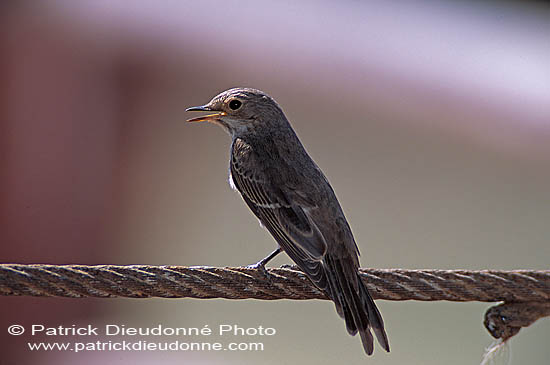 Spotted flycatcher (Muscicapa striata) - Gobemouche gris 11089