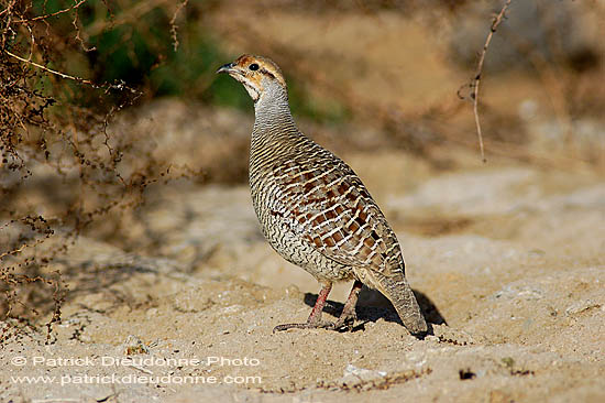 Grey Francolin  ( Francolinus pondicerianus)  Francolin gris 10674