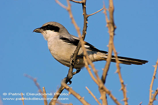 Grey Shrike (Lanius excubitor meridionalis) - Pie-grièche grise méridionale 10804