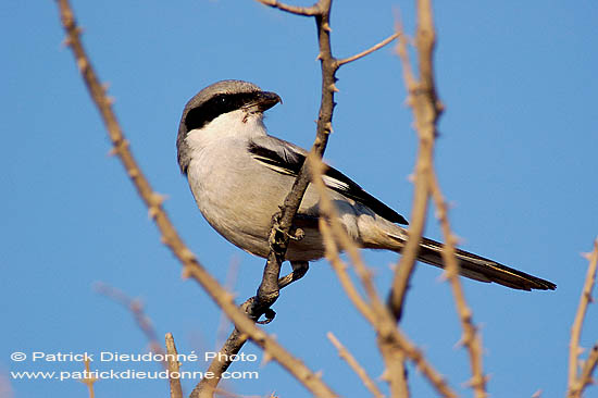 Grey Shrike (Lanius excubitor meridionalis) - Pie-grièche grise méridionale 10805