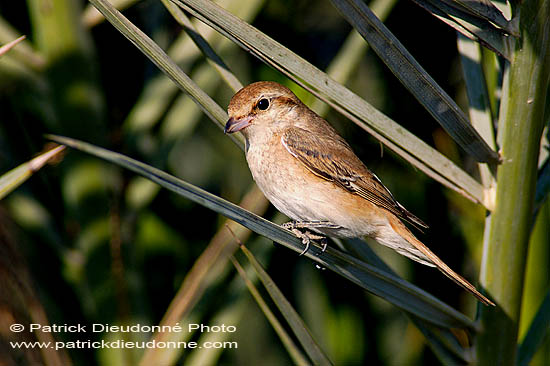 Isabelline Shrike ( Lanius isabellinus) - Pie-grièche isabelle 10806