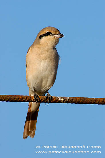 Isabelline Shrike ( Lanius isabellinus) - Pie-grièche isabelle 10807