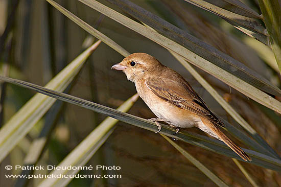 Isabelline Shrike ( Lanius isabellinus) - Pie-grièche isabelle 10808