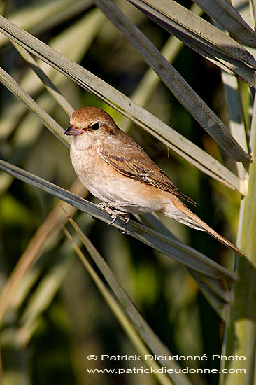 Isabelline Shrike ( Lanius isabellinus) - Pie-grièche isabelle 10809