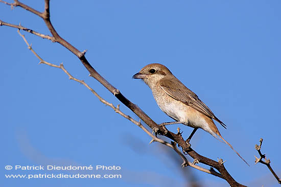 Isabelline Shrike ( Lanius isabellinus) - Pie-grièche isabelle 10810