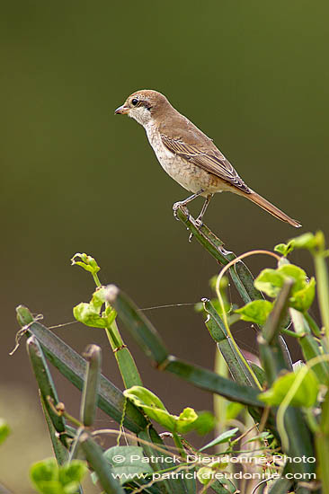 Isabelline Shrike ( Lanius isabellinus) - Pie-grièche isabelle 10812