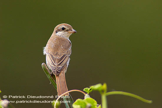 Isabelline Shrike ( Lanius isabellinus) - Pie-grièche isabelle 10813